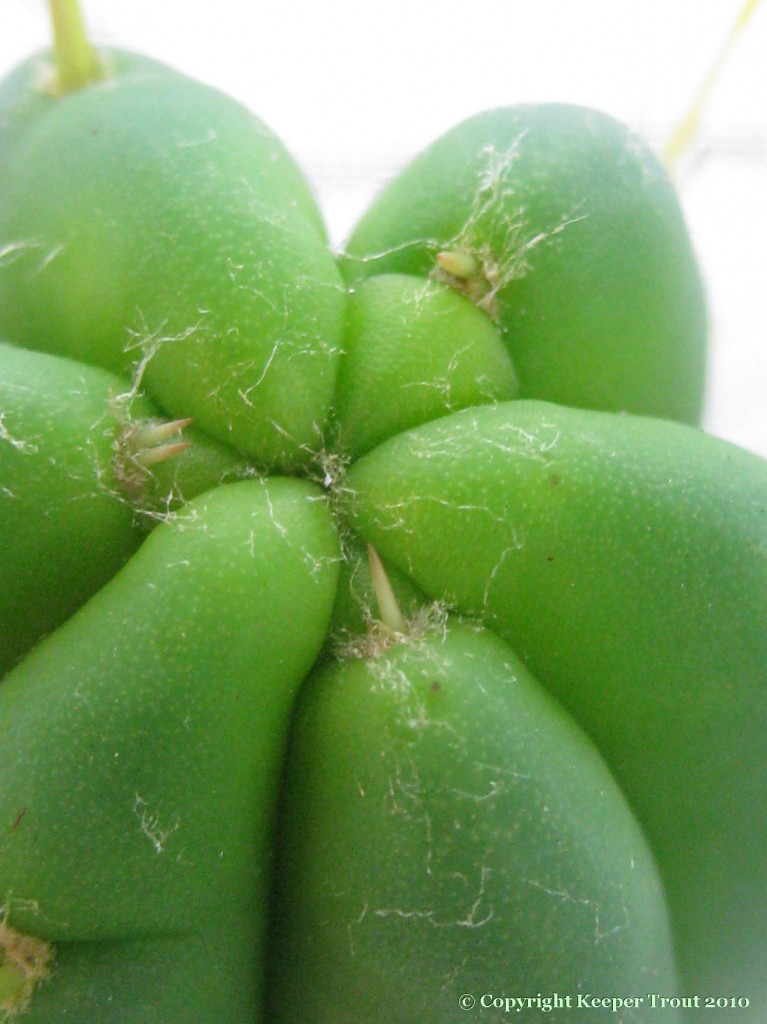 Trichocereus-pachanoi-var-puquiensis-NMCR-2010