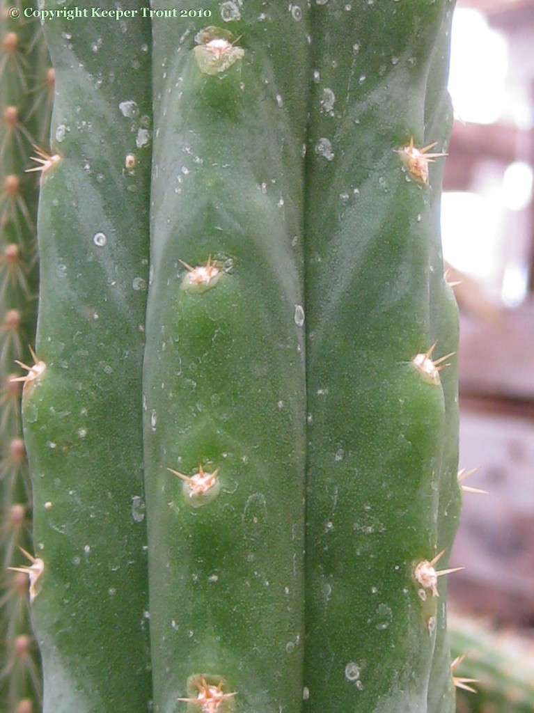 Trichocereus-pachanot_NMCR