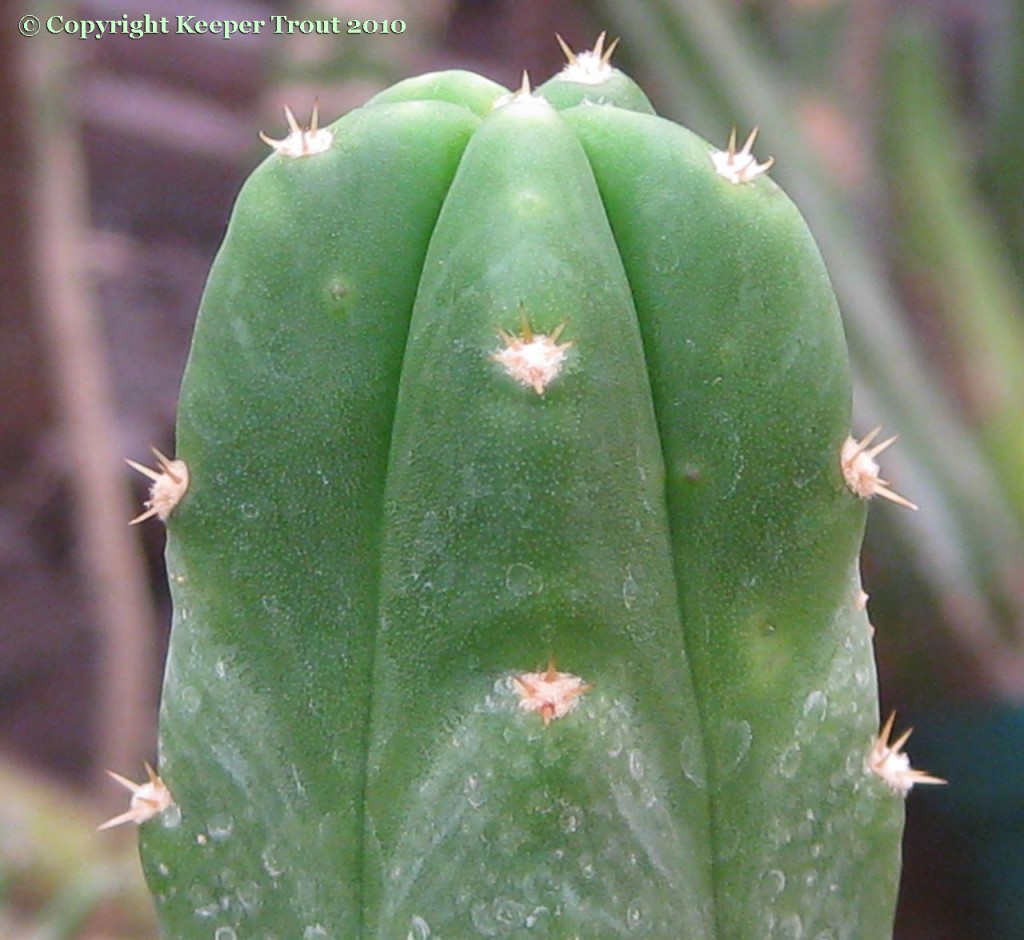 Trichocereus-pachanot_NMCR