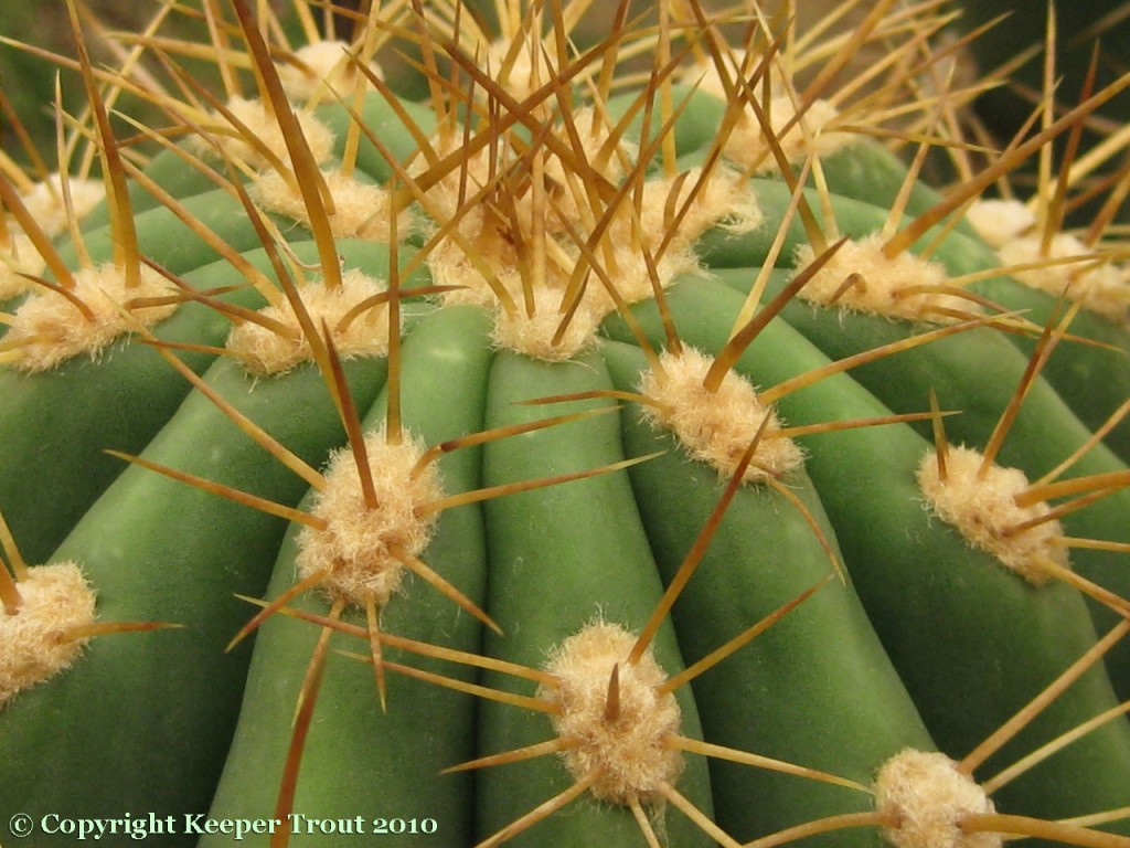 Trichocereus-poco-albiflorus-NMCR