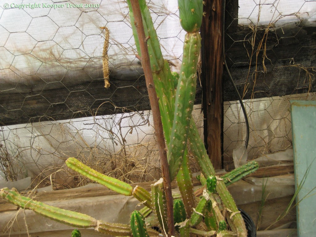 Trichocereus-riomizquensis-NMCR-2010