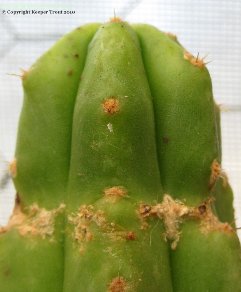 Trichocereus-riomizquensis-NMCR-2010