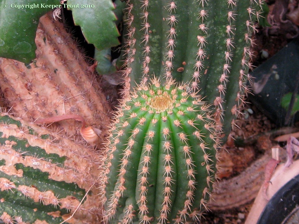 Trichocereus-rubinghanus-NMCR-2010