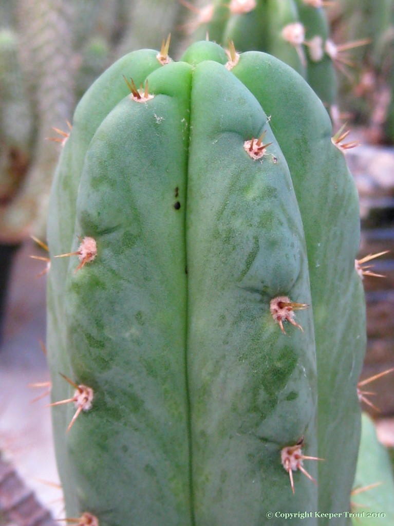 Trichocereus-scopulicolus-NMCR_2010