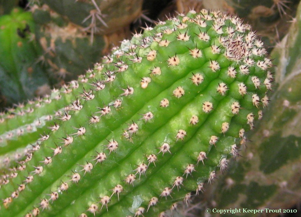 Trichocereus-spachianus-brevispinulosus-NMCR-2010