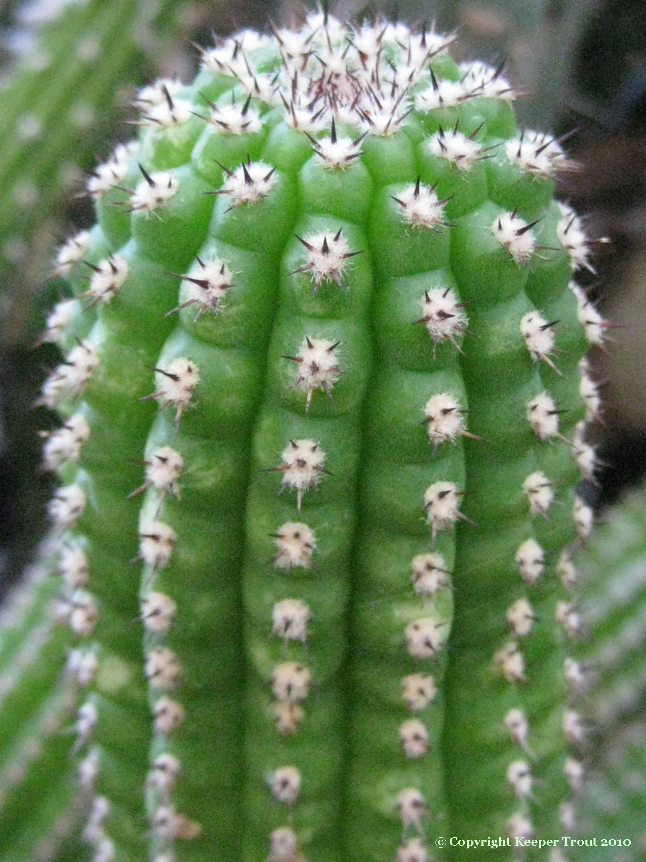 Trichocereus purpureopilosus Echinopsis purpureopilosa