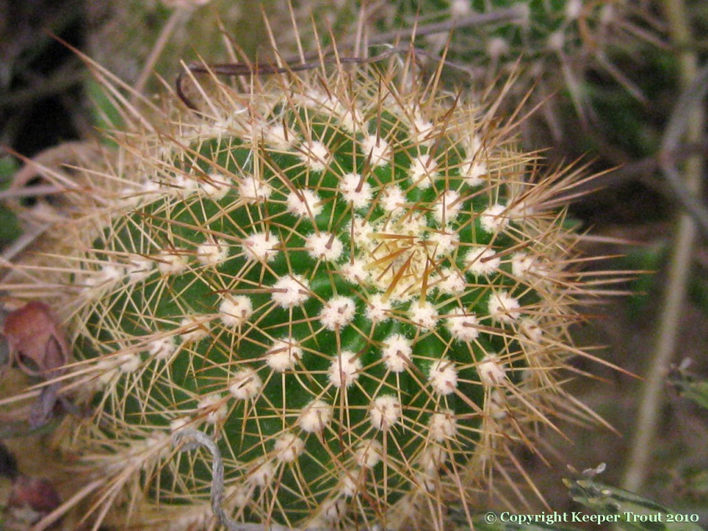 Trichocereus-strigosus-NMCR-2010