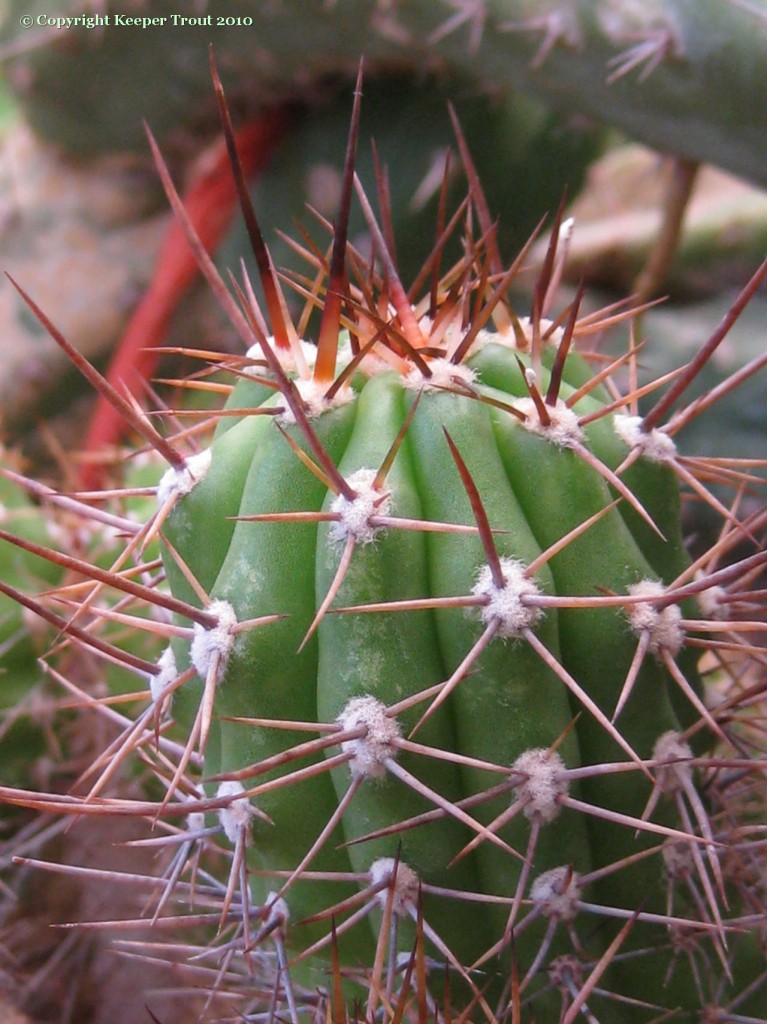 Trichocereus-thelegonus-NMCR-2010-f