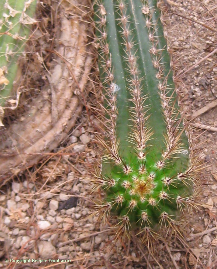 Trichocereus-thelegonus-NMCR-2010-l