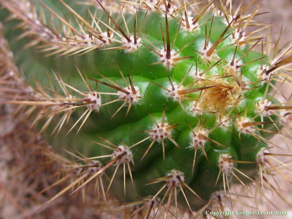 Trichocereus-thelegonus-NMCR-2010-m