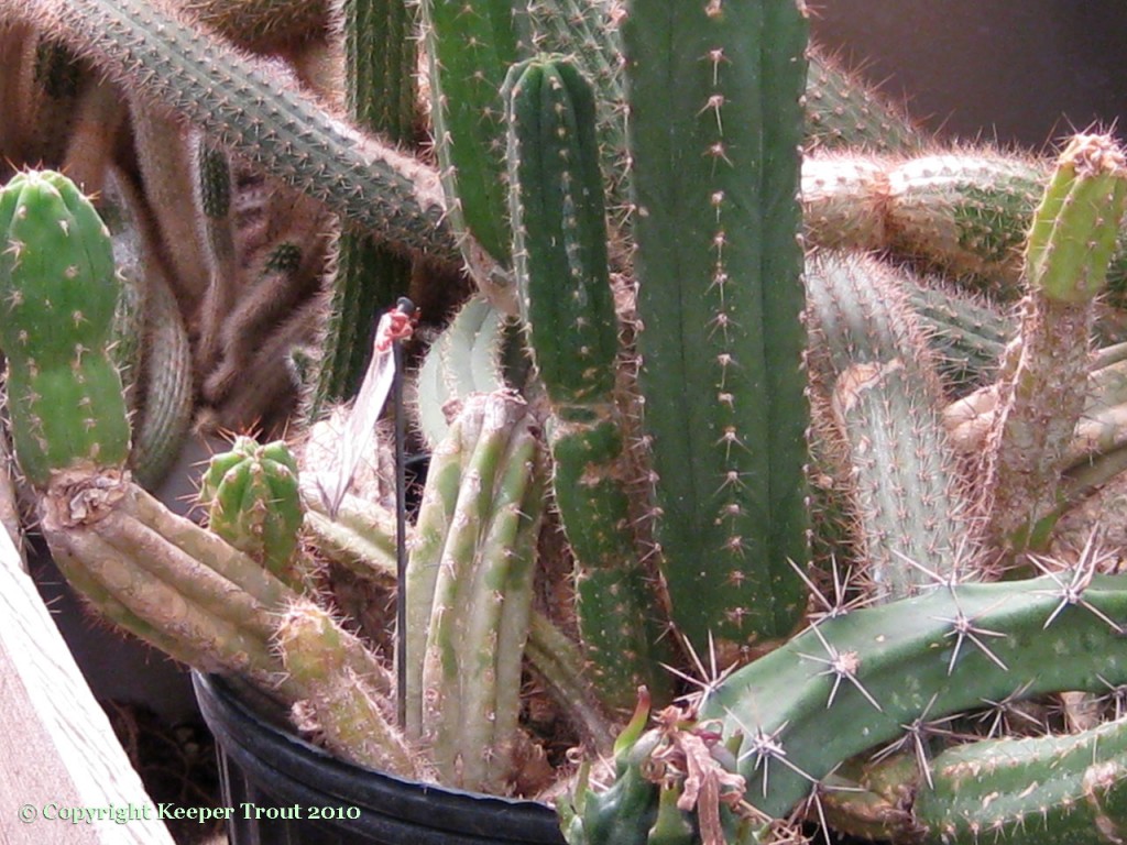 unclear-Trichocereus-NMCR-2010