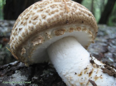 forest life; Agaricus-subrufescens-2014nov14