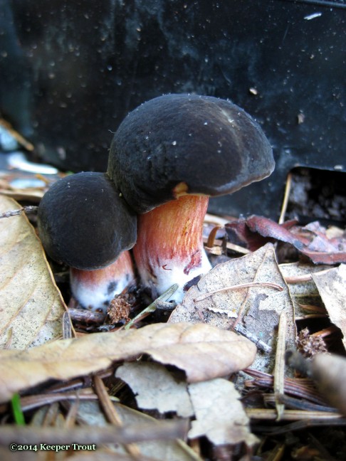 forest life; Boletus-zellerii-1