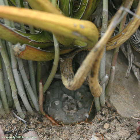 Candelilla-lechuguilla-Lophophora-williamsii-echinata-PresidioCo-2009-9269