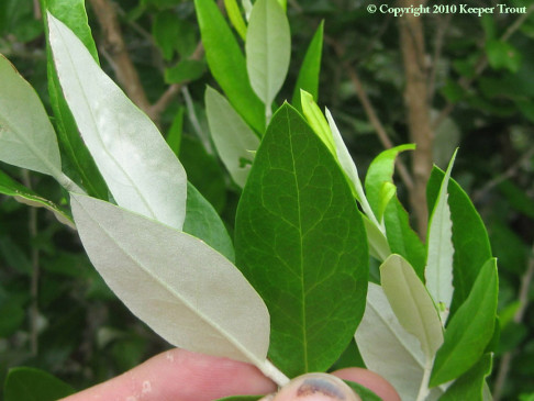 Gochnatia-leaves-8791