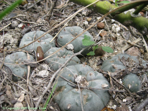 Lophophora-williamsii-paloverde-StarrCo-5608