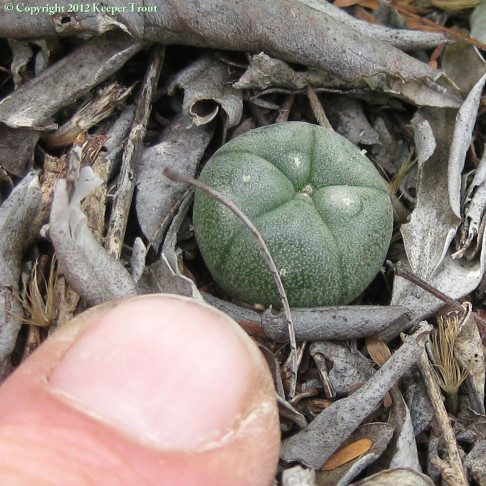 Lophophora-williamsii-seedling-gochnatia