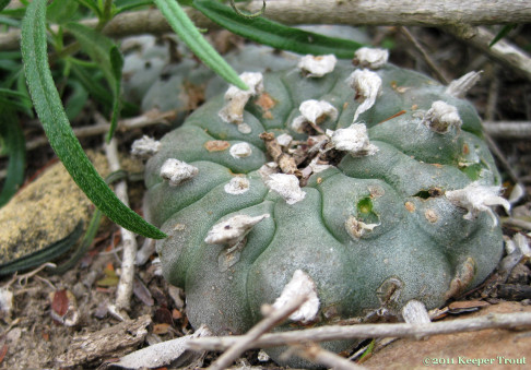 Lophophora-williamsii-tufted-JimHoggCounty