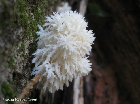 forest life; coralloides-2014nov8-