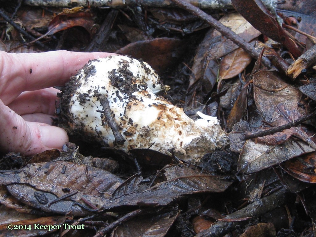 matsutake Trout's Notes