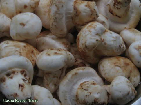 forest life; matsutake-2015nov24