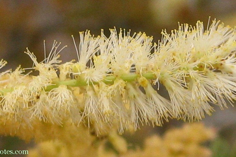 Acacia rigidula in Starr County