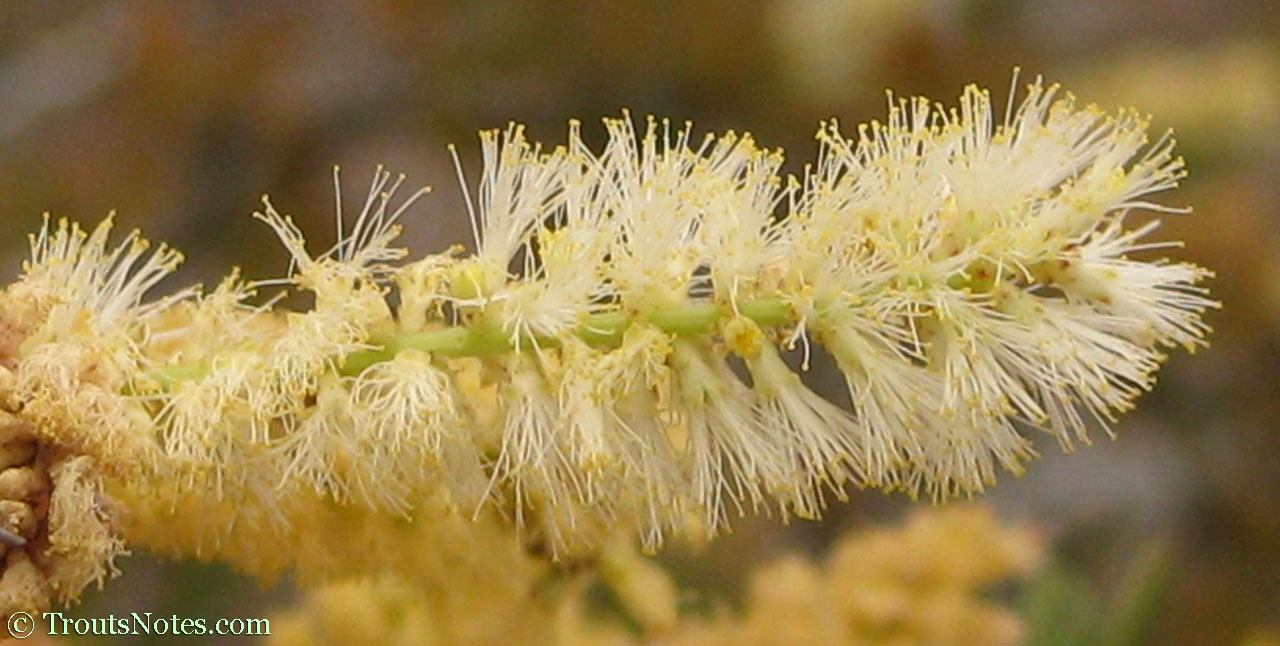 Acacia rigidula in Starr County