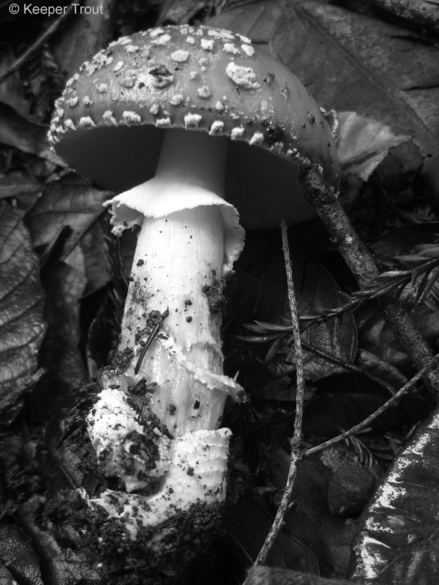 Amanita