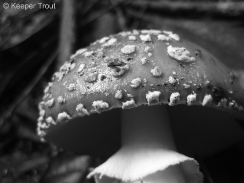 Amanita