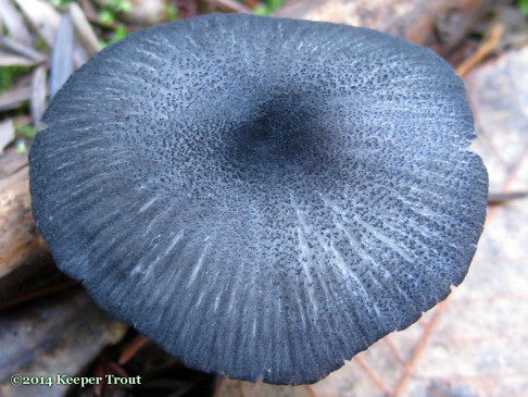 some sort of blue mushroom