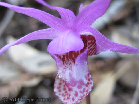 calypso-orchid_IMG_0354