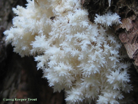 coralloides-2014nov17-3