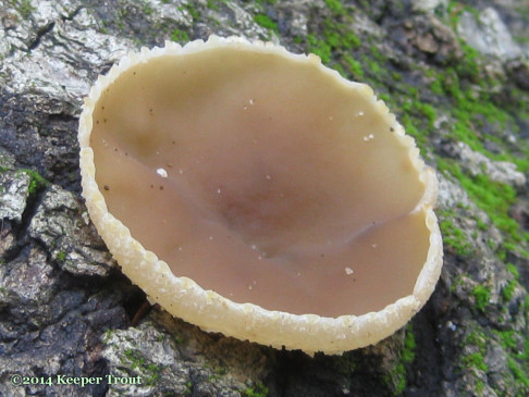 A cup fungus