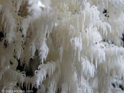 hericium-coralloides-IMG_1469