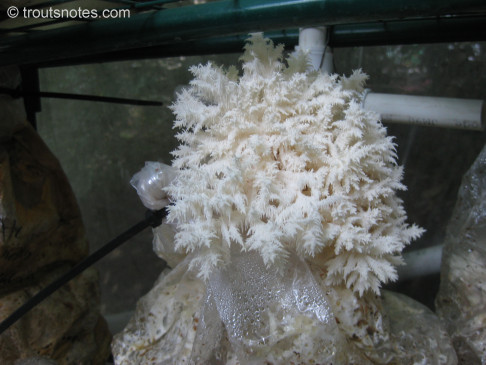 hericium-coralloides-IMG_3045