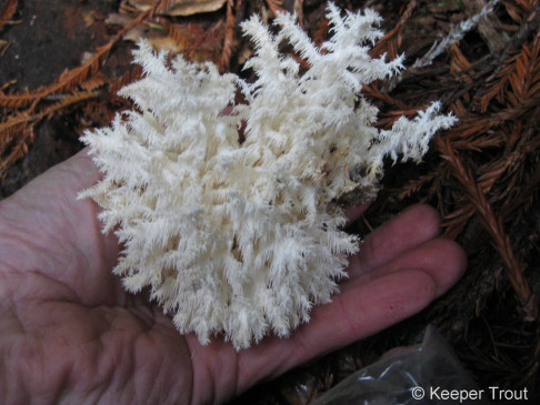 hericium-coralloides-IMG_7554
