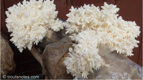 hericium-coralloides-cultivated