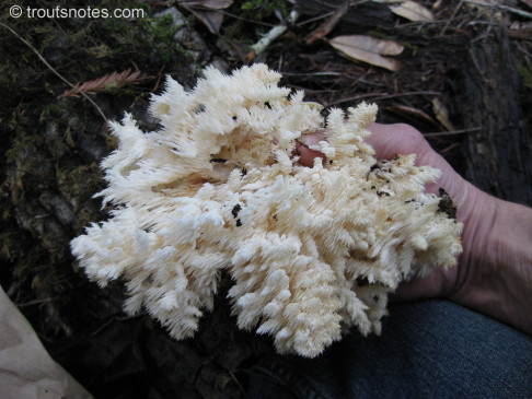 hericium-coralloides-tnt-IMG_1517