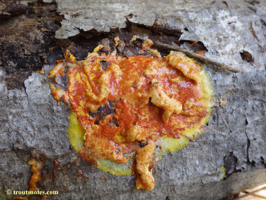 Fuligo septica Trout's Notes