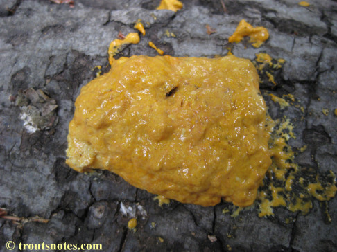 a disturbed slime mold