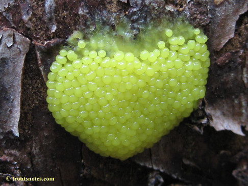 a slime mold plasmodium