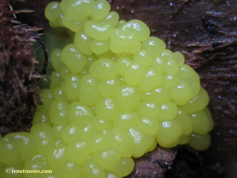 a slime mold plasmodium