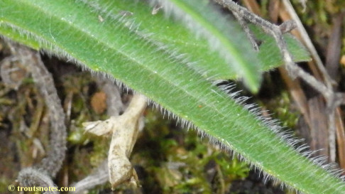 Anisocarpus madioides