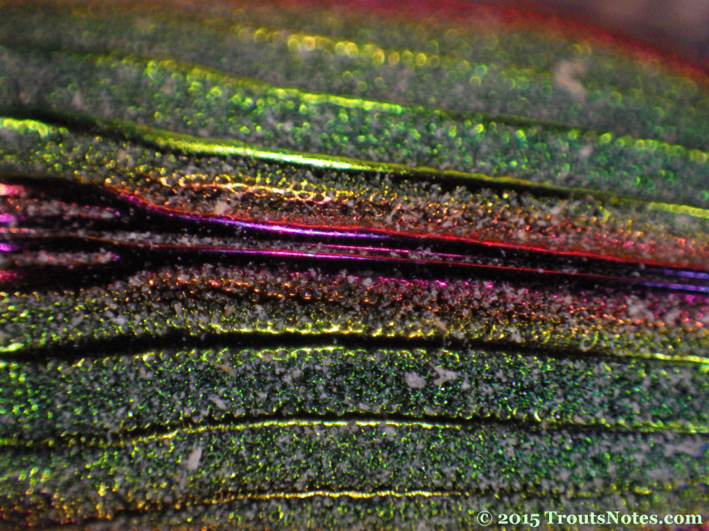 A metallic Buprestid beetle Trout's Notes
