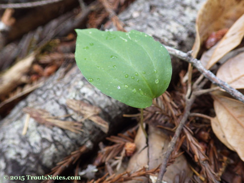 Calypso-bulbosa_14may2015_IMGP4411