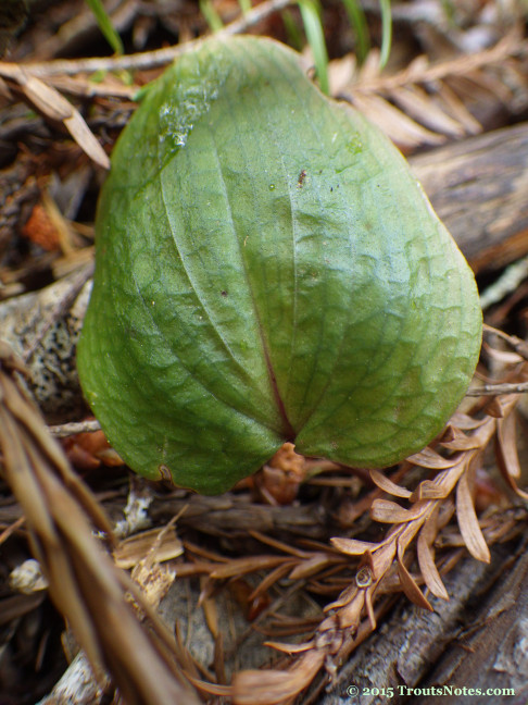 Calypso-bulbosa_14may2015_IMGP4415