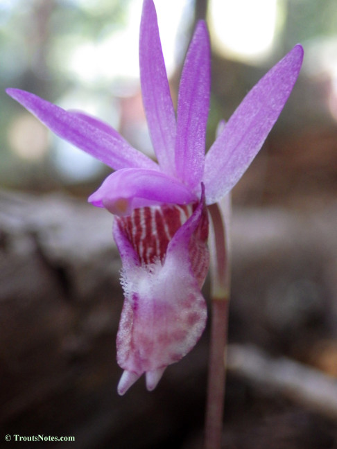 Calypso-bulbosa_orchid_IMGP2992