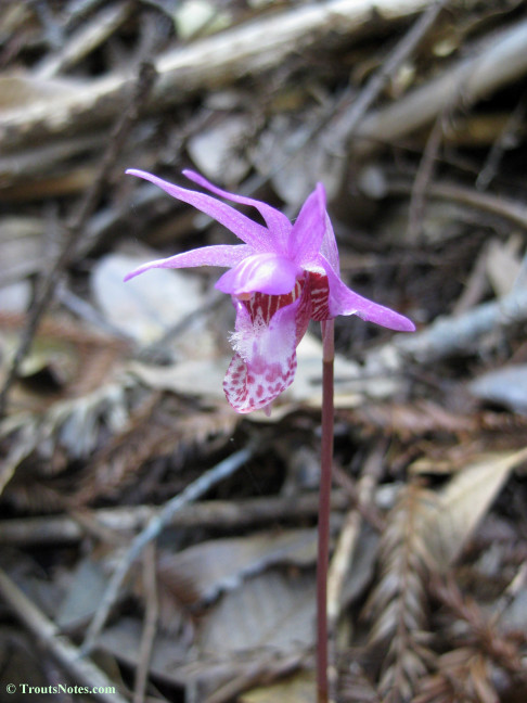 Calypso-bulbosa_orchid_IMG_0335