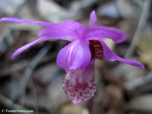 Calypso-bulbosa_orchid_IMG_0336