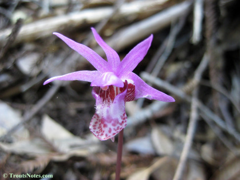 Calypso-bulbosa_orchid_IMG_0337